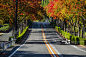 秋天,叶子,路,爱知县,正面视角正版图片素材