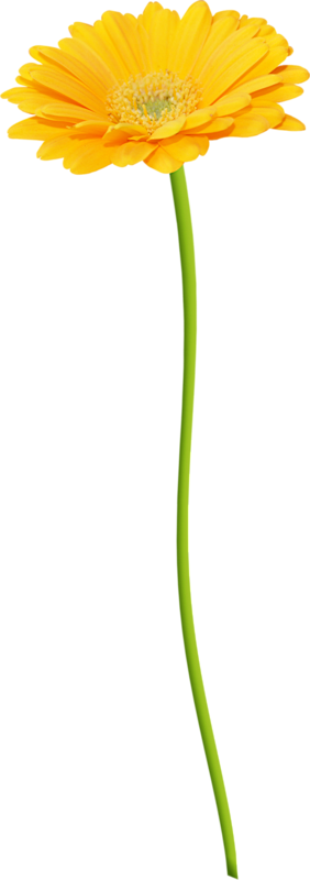 @模库 花_免扣png_动植物元素_模库...