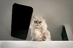 点击来源直接获取大图文件 |调皮捣蛋的坏猫把手机从桌上扔到地上。猫在玩手机。宠物造成的损坏。家养动物的不听话行为。讨厌的猫在破坏东西