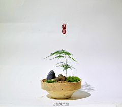 啤啤陈采集到植物