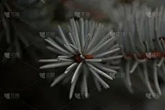 冷杉树早午餐近距离。浅的焦点。毛茸茸的冷杉树，近距离拍摄。圣诞壁纸的概念。副本的空间。绿色