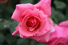 玫瑰花高清摄影素材