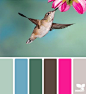 hummingbird hues 01.19.14