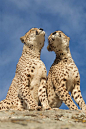 kingdom-of-the-cats:
x Cheeky Cheetahs