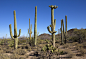 Every saguaro is unique