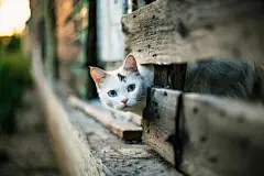 点击来源直接获取大图文件 |Cute white cat looking out of a hole in a wooden fence