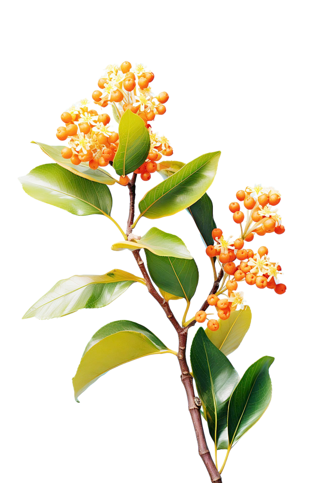 桂花png (4)