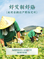 艾草颈椎贴正品生姜百年艾叶艾灸劲椎扁氏腰椎膝盖帖护颈肩颈专用-tmall.com天猫