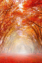 Path in autumn, Reghin, Romania