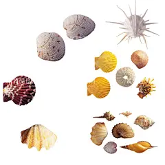 贝壳海螺  - 源文件下载【酷图网】贝壳,壳,贝壳背景,贝壳壁纸,海蚌,日月贝,海螺,螺壳,贝壳标本,海螺标本,海洋贝类,毛蚶,蛤蜊,贝壳花纹,贝类,珍珠,扇贝,蚌壳,唯美贝壳,牡蛎,海洋生物,海贝壳
