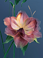 Blooming Flowers Collection : A collection of 3D rendering images of animated flowering plantsSoftware used: Maxon Cinema 4D, Redshift Render, After Effects, Adobe Photoshop, Adobe Lightroom