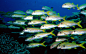 海洋生物  热带鱼群桌面壁纸（1920x1200）