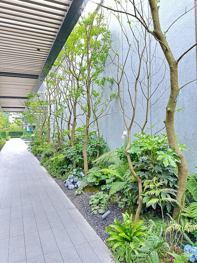景观案例｜杂木乌桕林下地被搭配_14_植物学社_来自小红书网页版 (1)-花瓣网