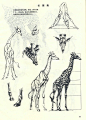 长颈鹿
赓•郝尔托格伦《动物画技法》