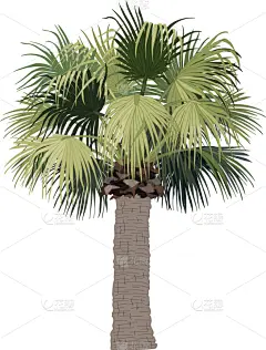 植物群,动物手,活力,复叶,公园,植物,夏天,雨林,草图,绘制