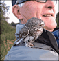 Owlet-back-off