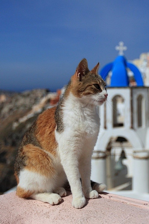 希腊的圣托里尼岛 异域的可爱猫咪