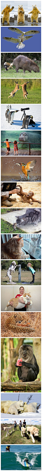 伦家就是爱宠物一组不易拍到的动物照片，记录它们面对镜头最真实的反应~~（转 ）