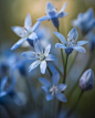 Photo a bunch of blue flowers with a blue background