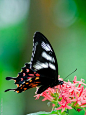 ~~common mormon female butterfly by leocub~~ | Flutterbys