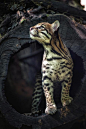 虎猫 Leopardus pardalis
