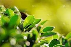 大自然的绿叶在美丽的花园里。天然绿叶植物背景封面页环境生态或绿色植物壁纸概念