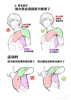 北冥扶风采集到男性人体结构