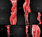 人体解剖学的3D渲染图