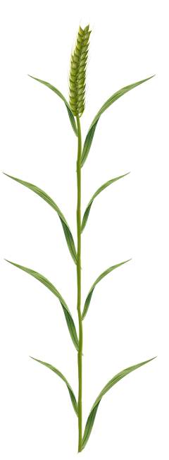 Aqua~~~采集到中草药 稻谷