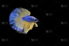 捕捉白色暹罗打斗鱼孤立在黑色背景，Betta splendens，给阿拉伯人的礼物，泰国文化活着，给