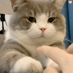 小土豆表情包动图第四期
委屈巴巴的小猫咪
你看你那猪样