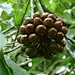 腺叶暗罗 Polyalthia simiarum
番荔枝科 暗罗属