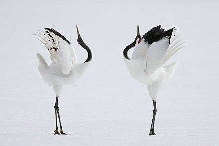 【鹤舞——羽毛似雪无瑕点，顾影秋池舞白云...