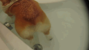 主人给柯基洗澡，结果发现他的屁股浮在水里...