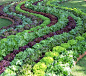 decorative way to plant vegetables in the garden