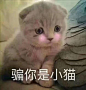 猫咪表情包