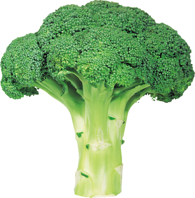 Broccoli PNG image w...