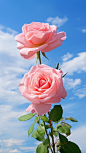 adamslee_Commercial_photography_pink_rose_background_blue_sky_A_63950c3f-e5d3-45ec-b8ca-12a6596537ab