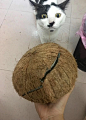椰子顿猫肉 李富贵的日常生活奶牛猫 表情包