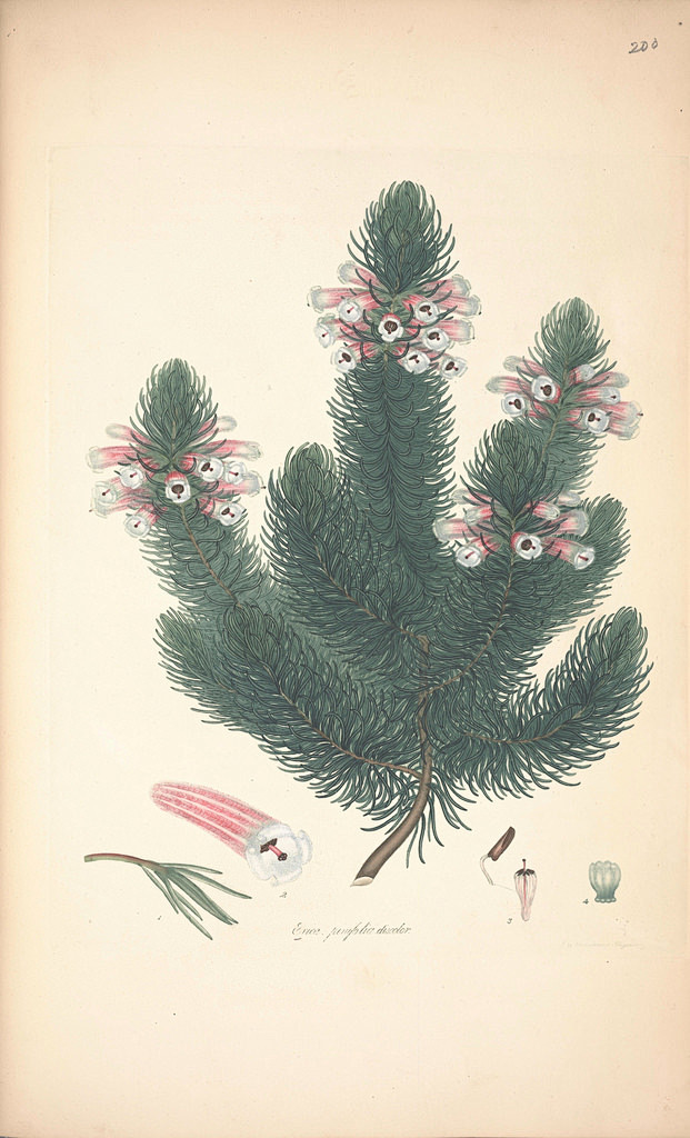 Erica pinifolia disc...