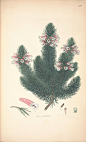 Erica pinifolia discolor
