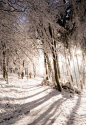 snow covered trees during daytime