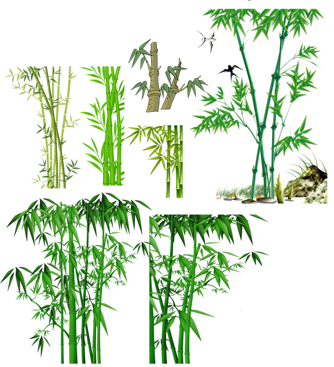 竹子 竹叶 青竹 png 透明图 素材-花瓣网