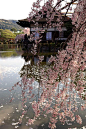 春天的樱花
Spring Cherry blossom