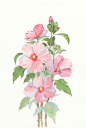 7月-蜀葵花