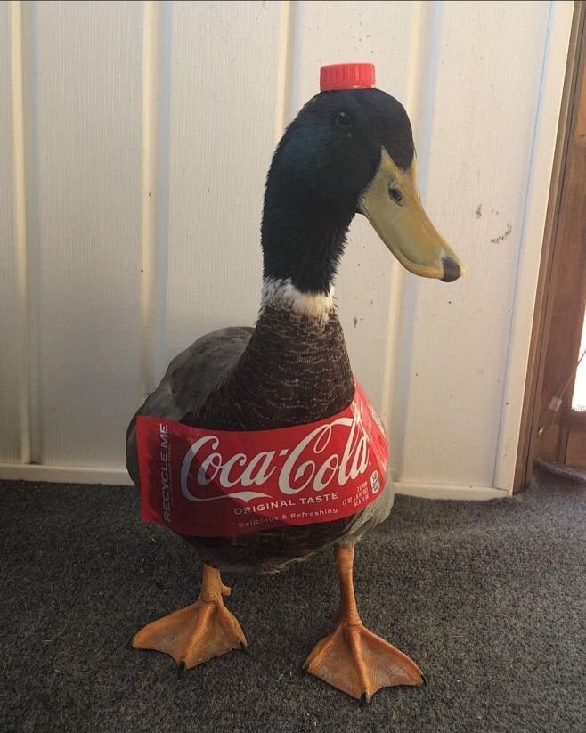 got any coca-cola?