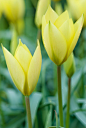 Tulipa clusiana 'Honky Tonk' 克鲁西郁金香"叮当琴

