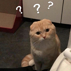 李梓木1采集到小猫表情包