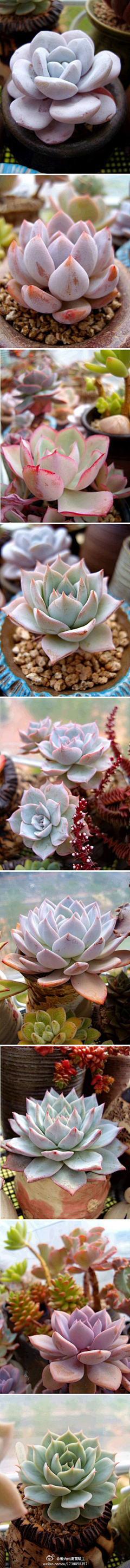 麻zz采集到植物の声