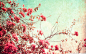flowers spring (season) backgrounds antique  / 1920x1200 Wallpaper